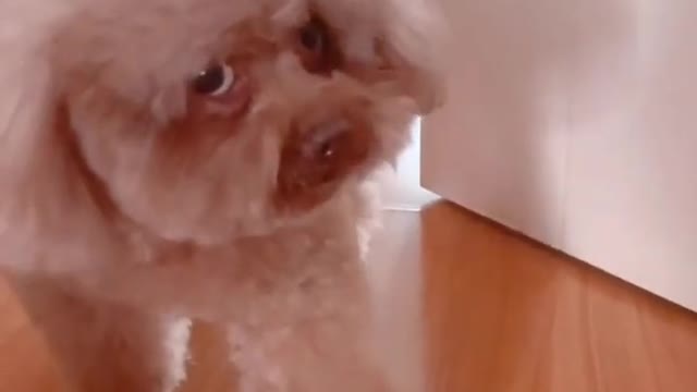 #Funniest #Cats 🐱 and #Dogs 🐶 #Part 18