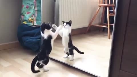 Funny cat playing with mirror and having fun