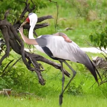 What if birds had hands?