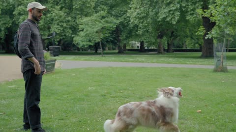 A dog catching a ball in the park