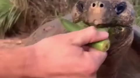Best Funny Animal Videos of the year