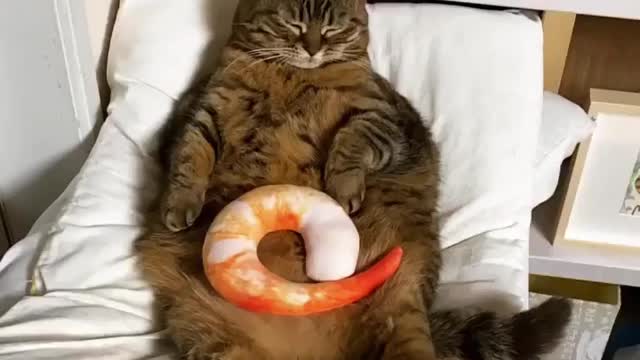 Funny and Cute Cat Videos #324