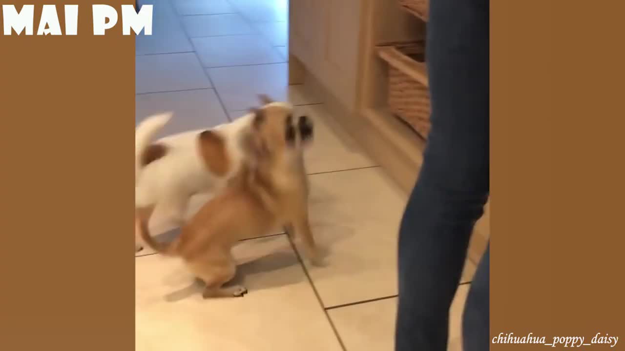 Funniest Dog videos compilation will make you LOL | FUNNY DOG Videos