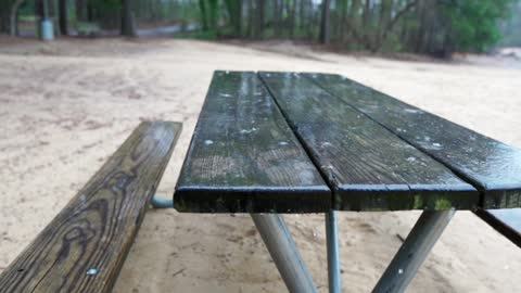 Rain relax spring in park (sound, video)