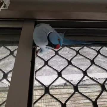 Blue parrot moving indoors and walking on the ceiling of the wooden room