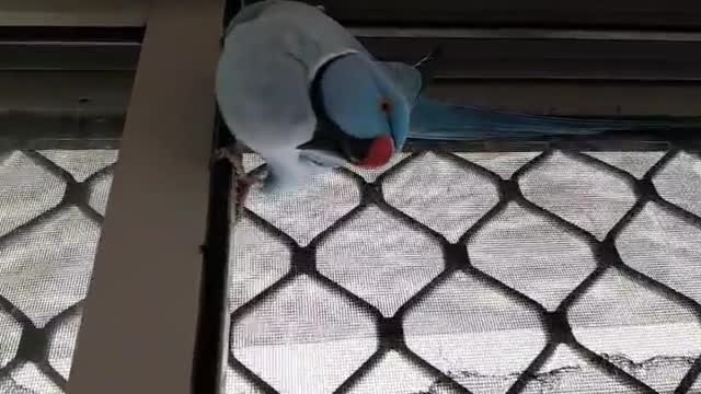 Blue parrot moving indoors and walking on the ceiling of the wooden room