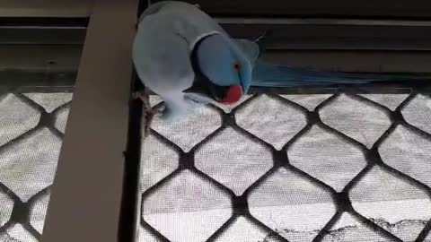 Blue parrot moving indoors and walking on the ceiling of the wooden room