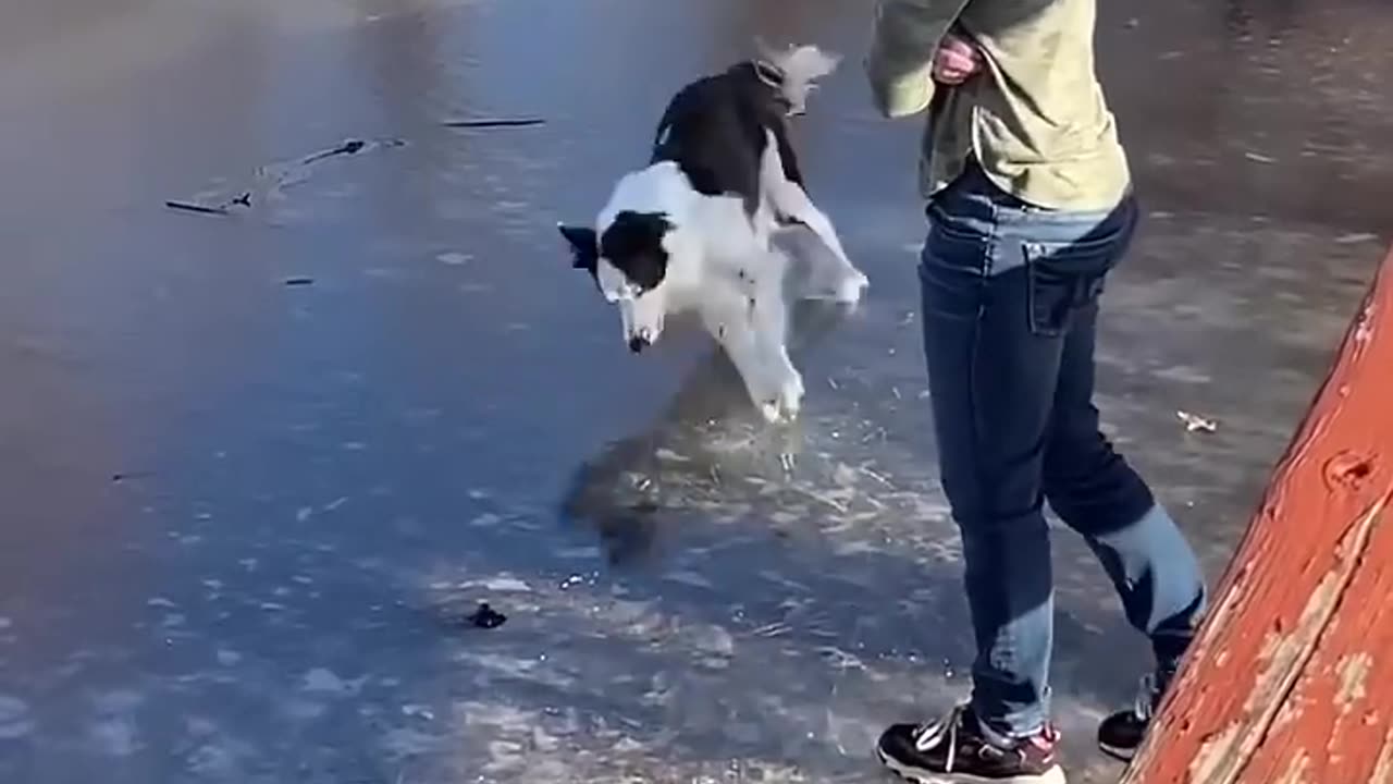 Funny video