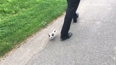 Tiny white cat trampled by man