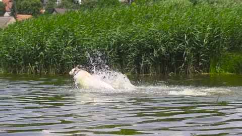 Dog Runs into the Water in Slow-Motion