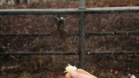 bread bird