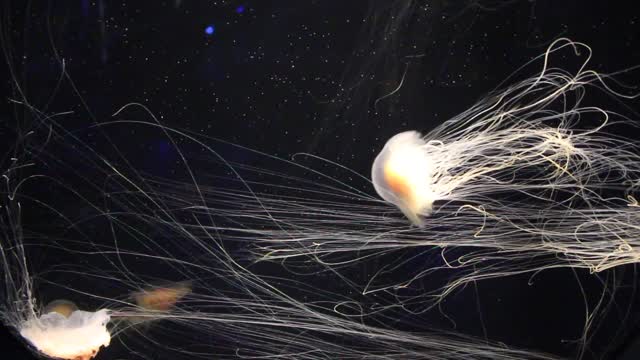 New England Aquarium