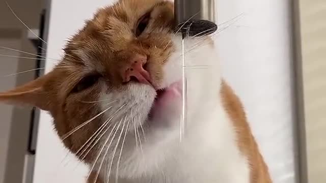 this is how cats drink water, it's amazing