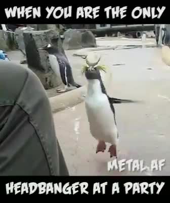 Video Remix. Headbanger.