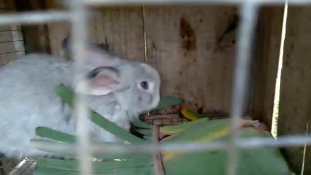 Fofuras