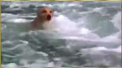 The dog is swimming