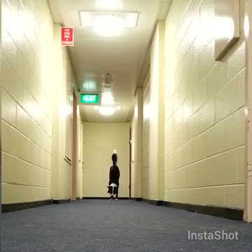 Dog shows off unbelievable handstand walk