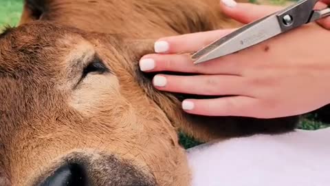 Dog Skin care beautyful Cute animals funny video