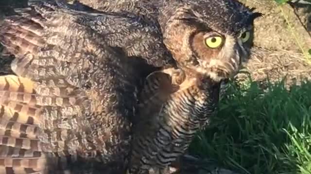 Injured_owl_vs_cat, Owl scares Cat away, look denjaras owl#shorts