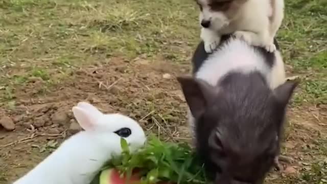 An emergency meeting of the rabbit, dog and pig