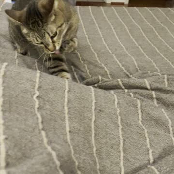 Got bed mice!? you need a cat