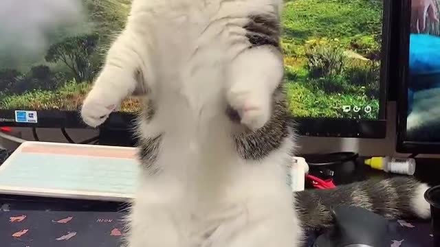 A Beautiful Cat Dancing