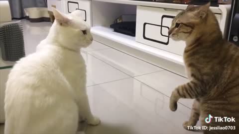 Cats talking !! these cats can speak english better than hooman#