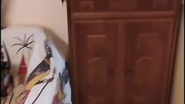 Cats meeting - Funny Cats videos - Funny Animals.