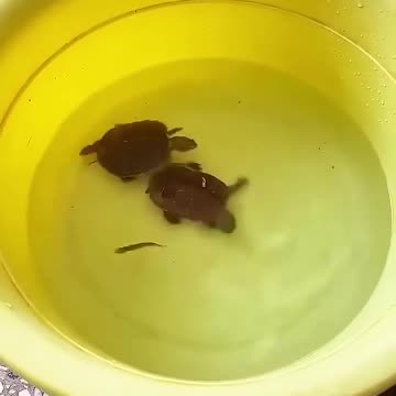 Cute and funny animals #viral #cute #trending