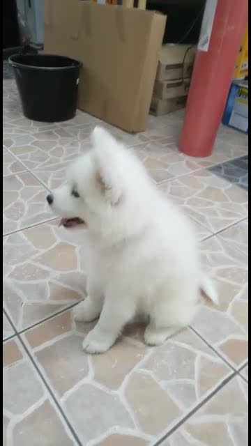Pablo, my cute samoyed