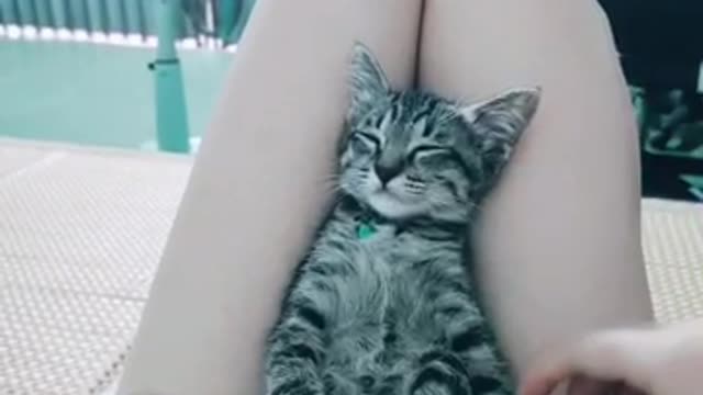 Cat baby funny