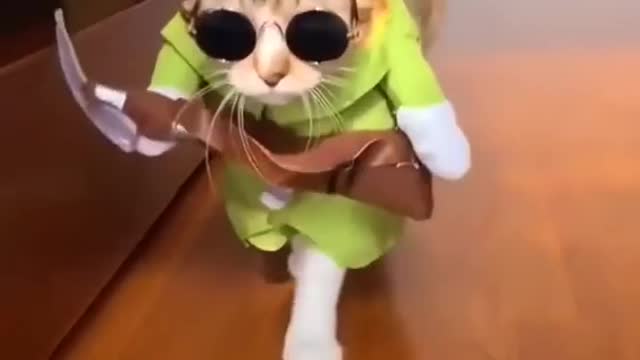 Cat funny video ramp walk