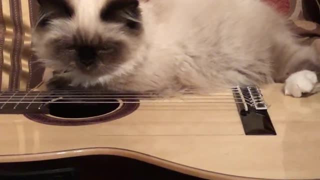 Baby Bella tries to play guitar