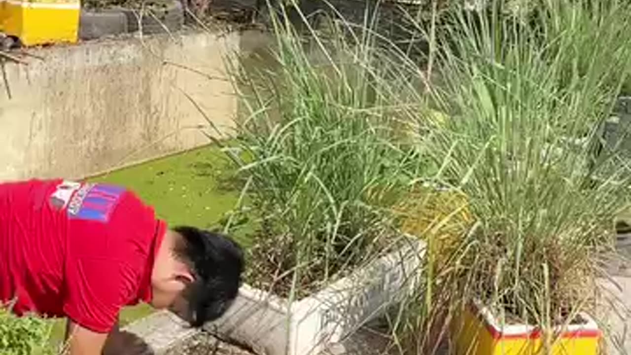 Video prank 2024