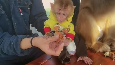 Cute little monkey eating crab