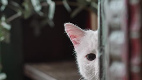 a-white-at-hiding-on-the-book-shelves