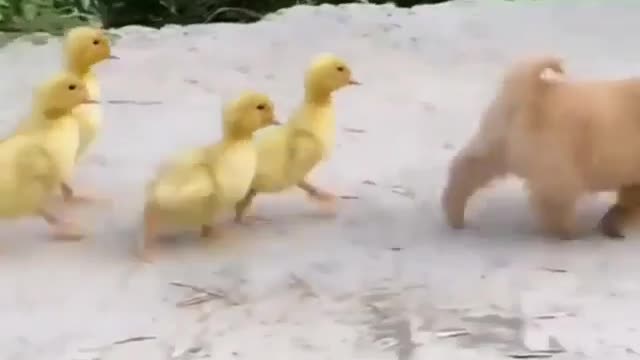 very funny mother duck puppy