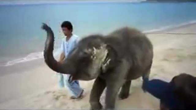 This baby Elephant s first time on a beach