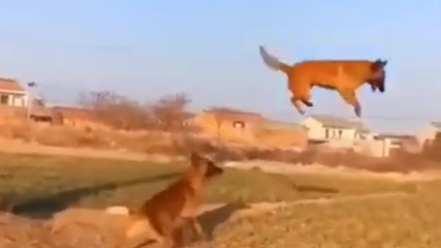cute funny animals fall