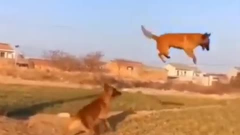 cute funny animals fall