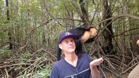 Costa Rican Monkey unsurprisingly loves bananas