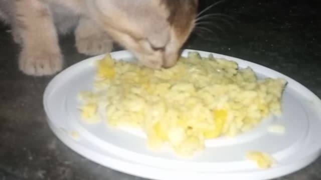 Bangladeshi baby cat eating