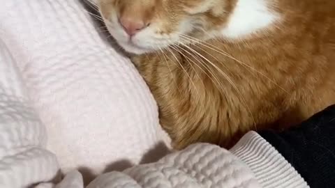 I love my cat very much