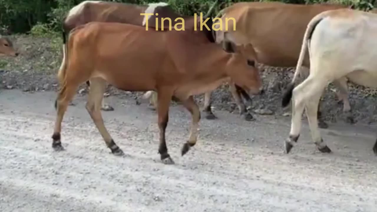 Cows walk while looking for food