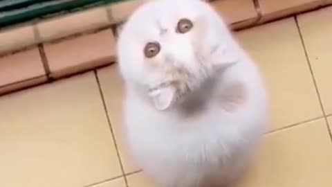 Cute cat video