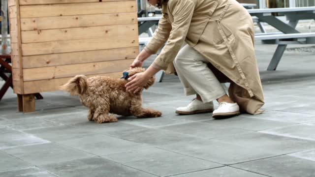 Little dog playing in the street