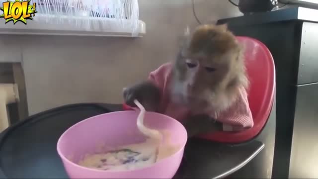 The monkey is eating like a kid