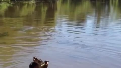 Man swims with Alligators