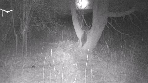 Fred Zeppelin 2022, Full Moon & The Coons!