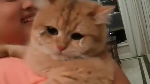 cat -